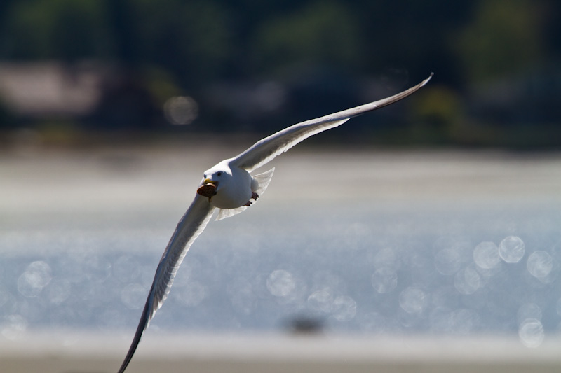 Gull With Clam